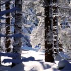 Winterwald2