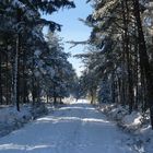 Winterwald2