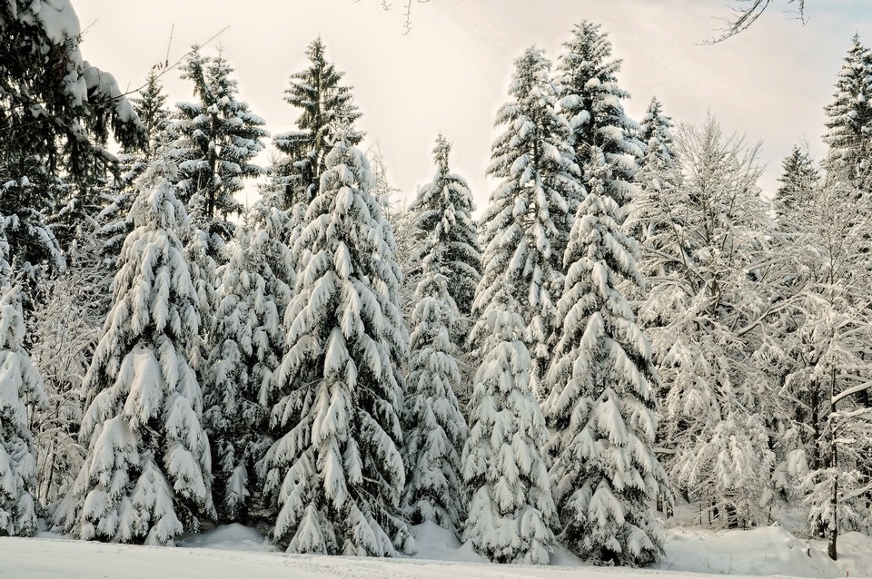 Winterwald_2