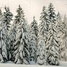 Winterwald_2