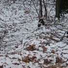 Winterwaldboden mit Schneestruckturen auf Laub