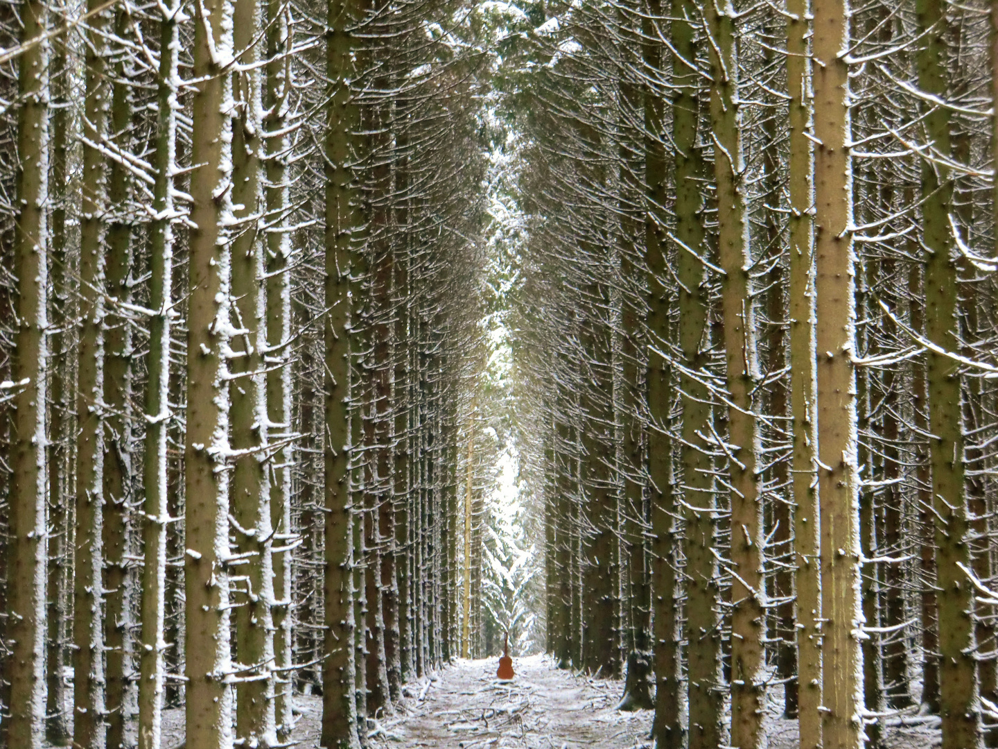 Winterwaldkathedrale (2)