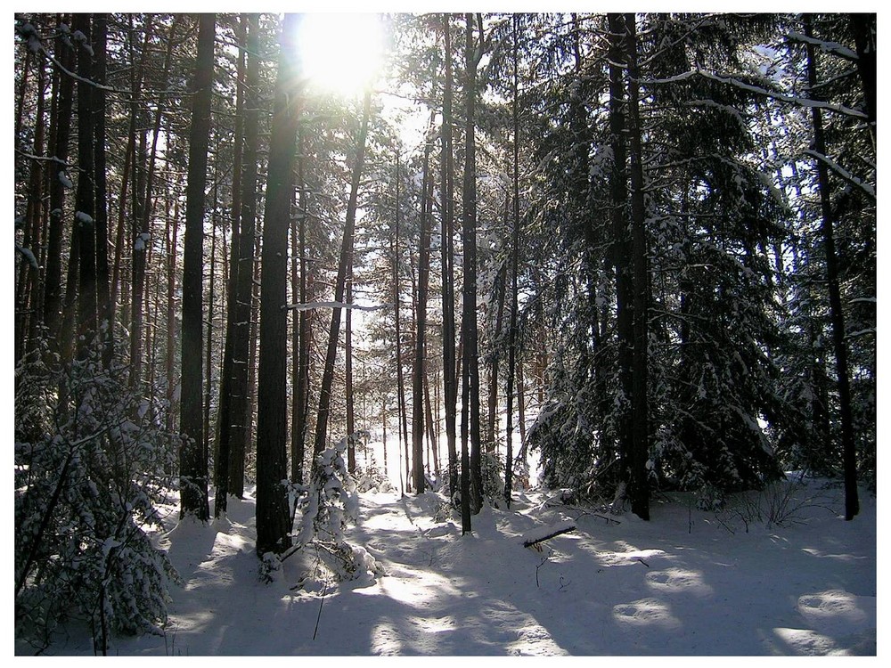 Winterwaldlandschaft