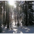 Winterwaldlandschaft