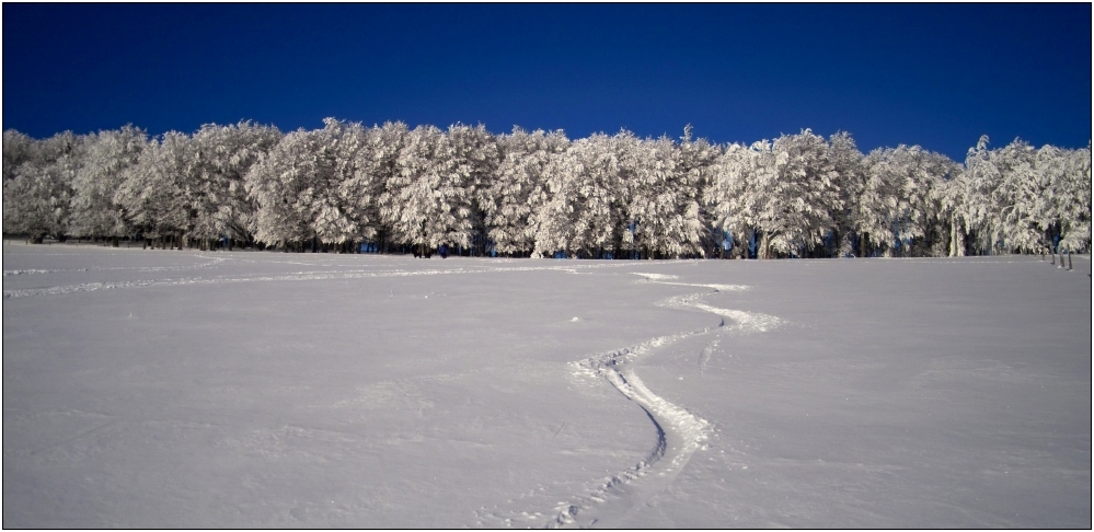 Winterwaldpanorama