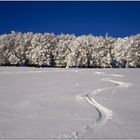 Winterwaldpanorama