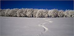 Winterwaldpanorama