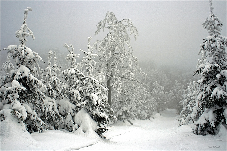 Winterwald/Sachsen