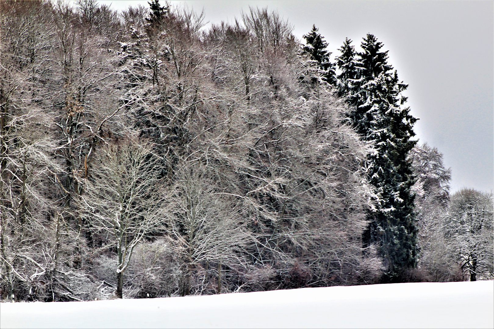 Winterwald....schwäbische Alb