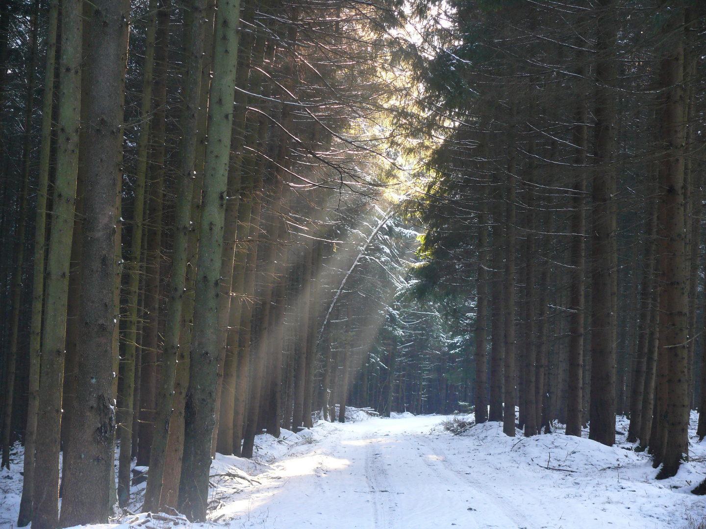 Winterwaldspaziergangssonnenstrahlen