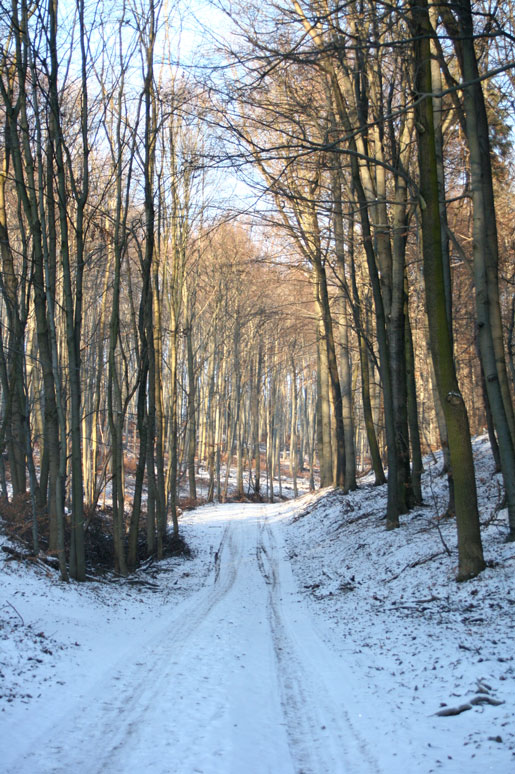 Winterwaldstimmung