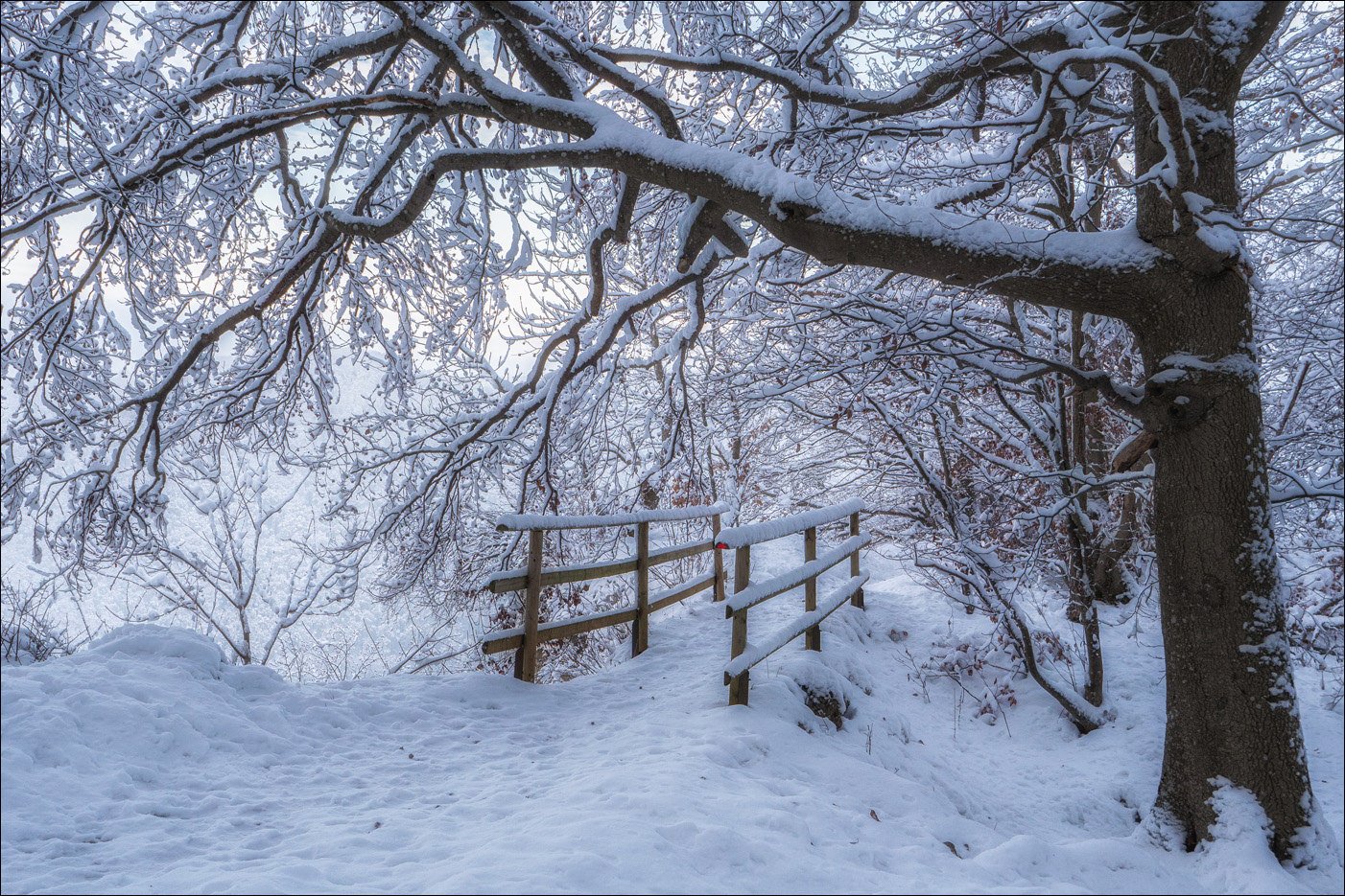 Winterwaldwanderweg