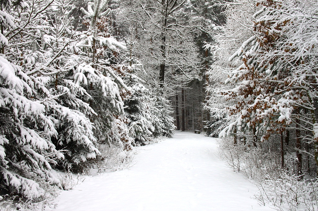 WinterWaldWeg