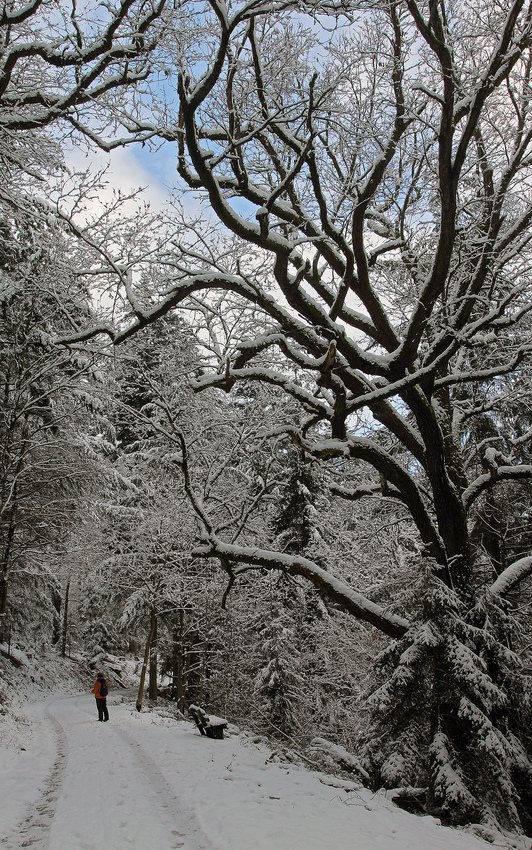 Winterwaldweg 2