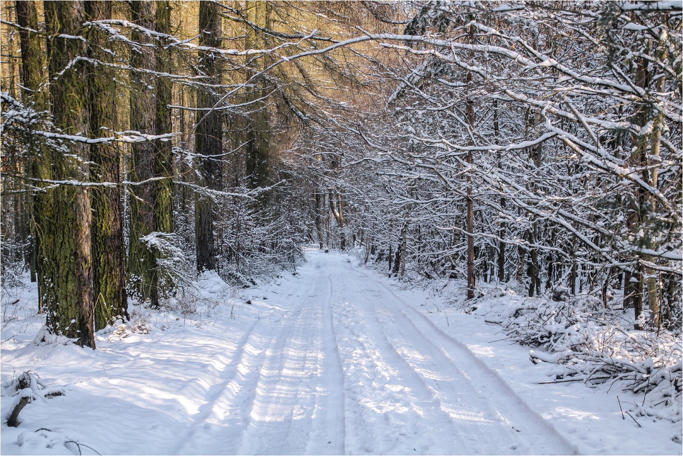 WinterWaldWeg