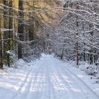 WinterWaldWeg