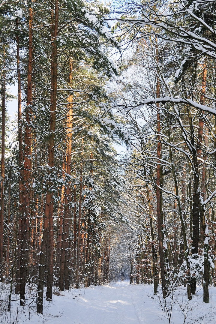 Winterwaldweg