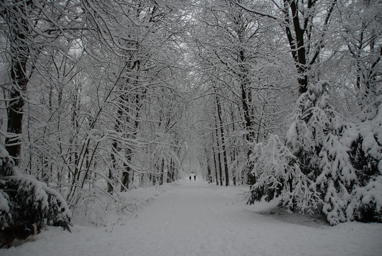 WinterWaldWeg