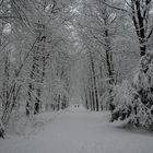 WinterWaldWeg