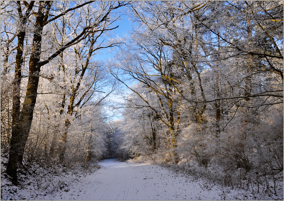 Winterwaldwege