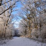 Winterwaldwege