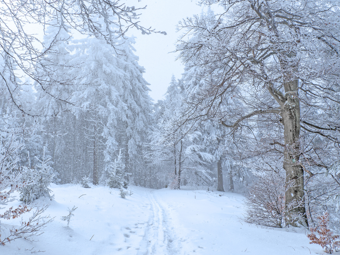 Winterwandern am Rennsteig