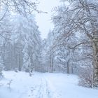 Winterwandern am Rennsteig