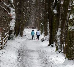 Winterwandern in der Au....