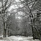 Winterwanderung am Schwielowsee