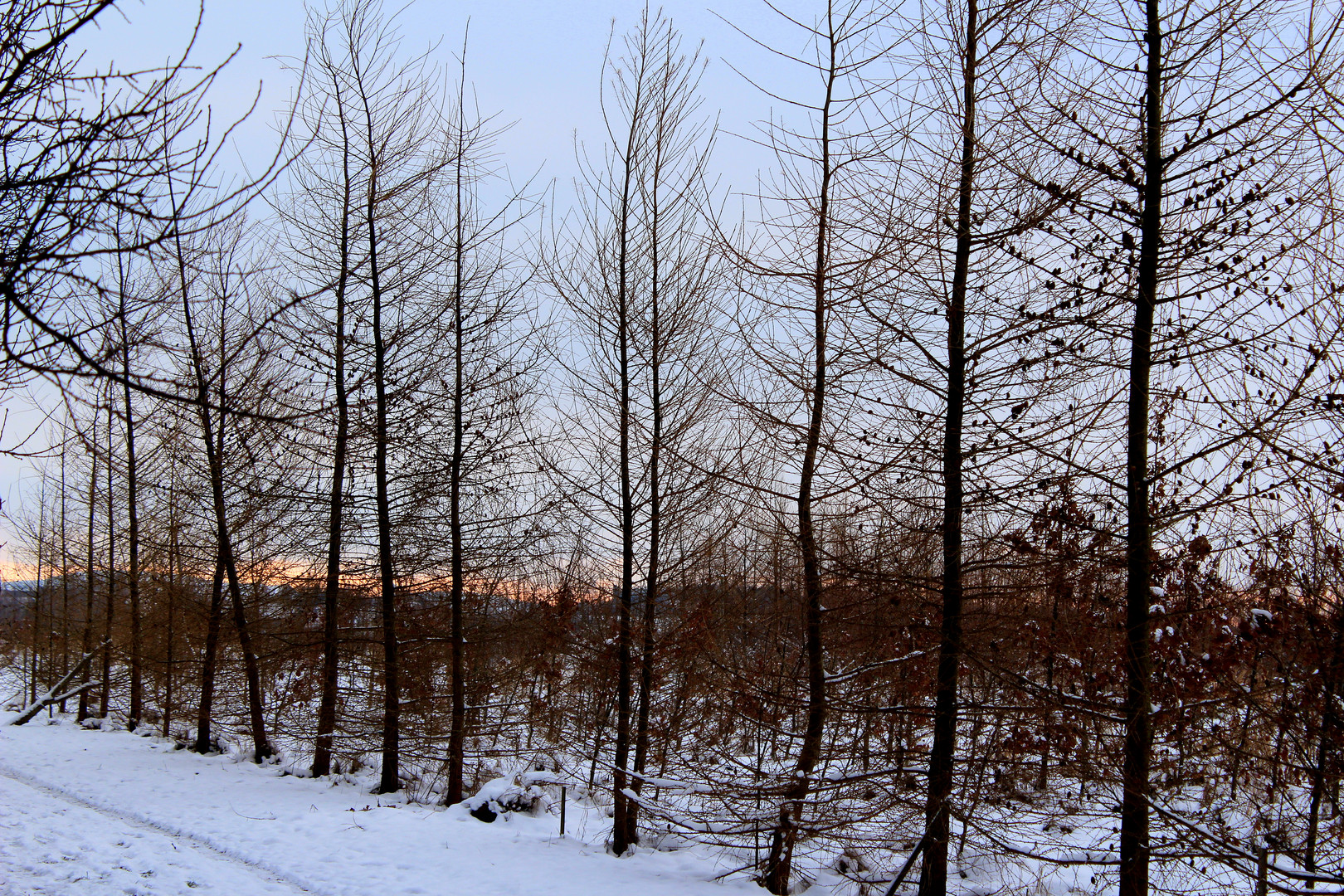 Winterwanderung am Spätnachmittag