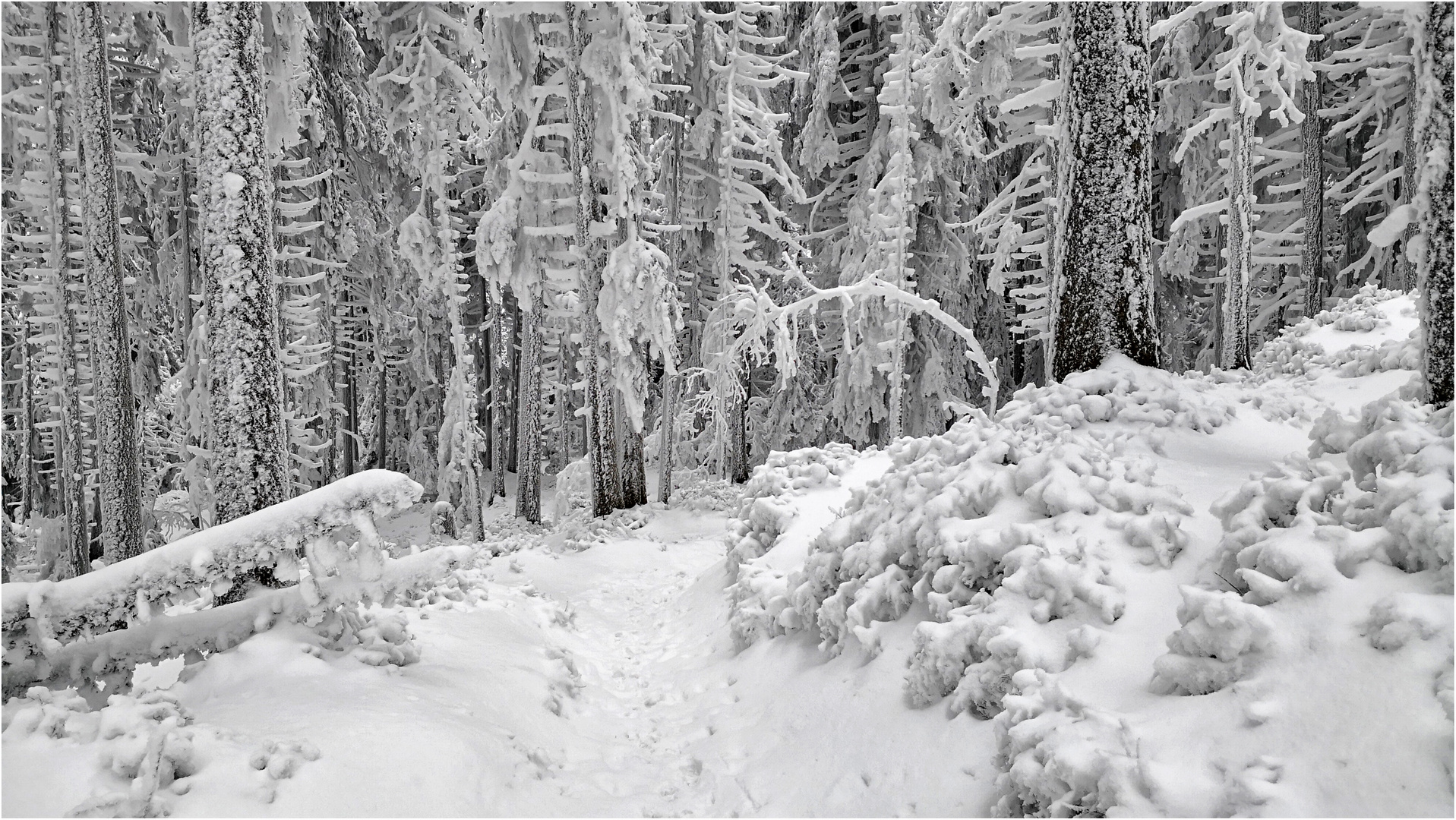 Winterwanderung bei minus 19 Grad / 1