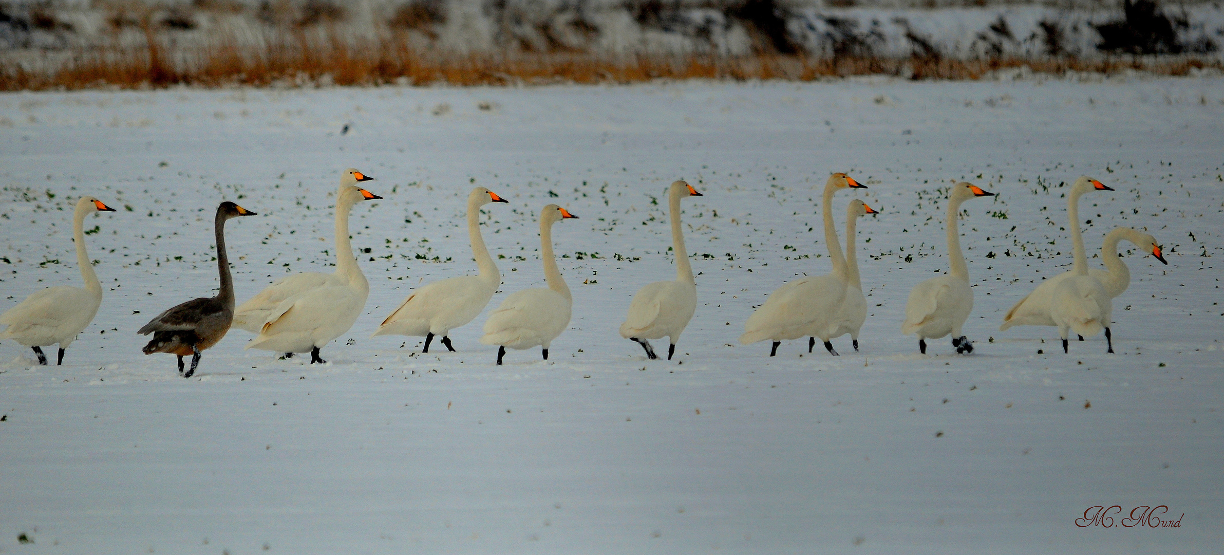 Winterwanderung im Gänsemarsch