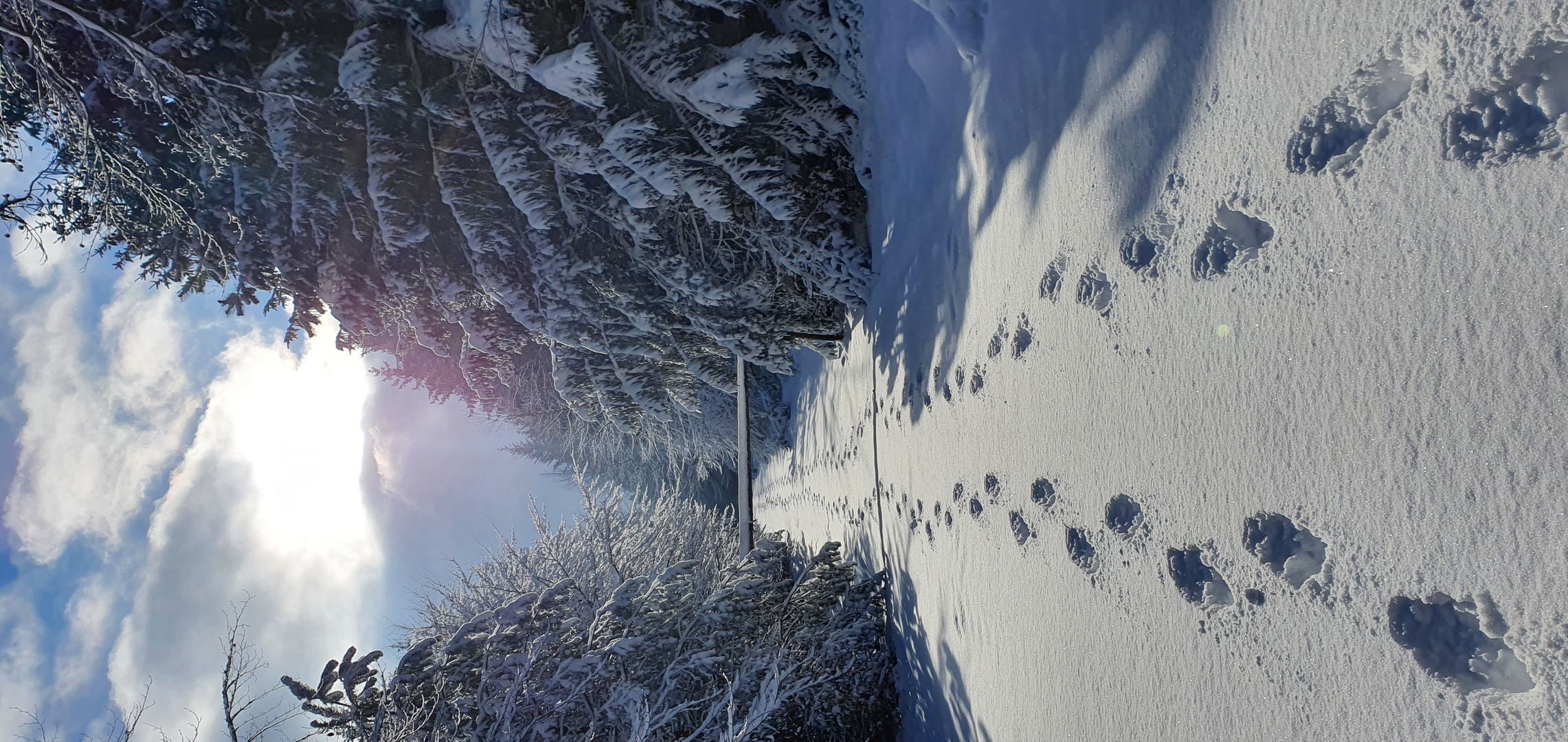 Winterwanderung  in der Lüneburger Heide