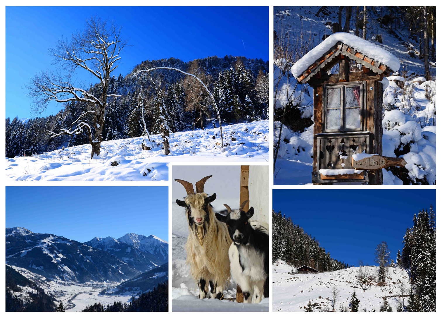 Winterwanderung zur Hubalm in Dorfgastein