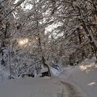 Winterwanderwaldweg