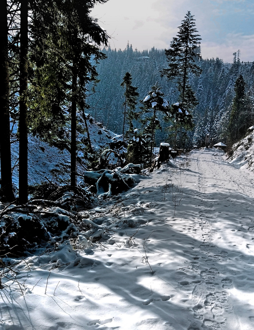 Winterwanderweg im Nationalpark