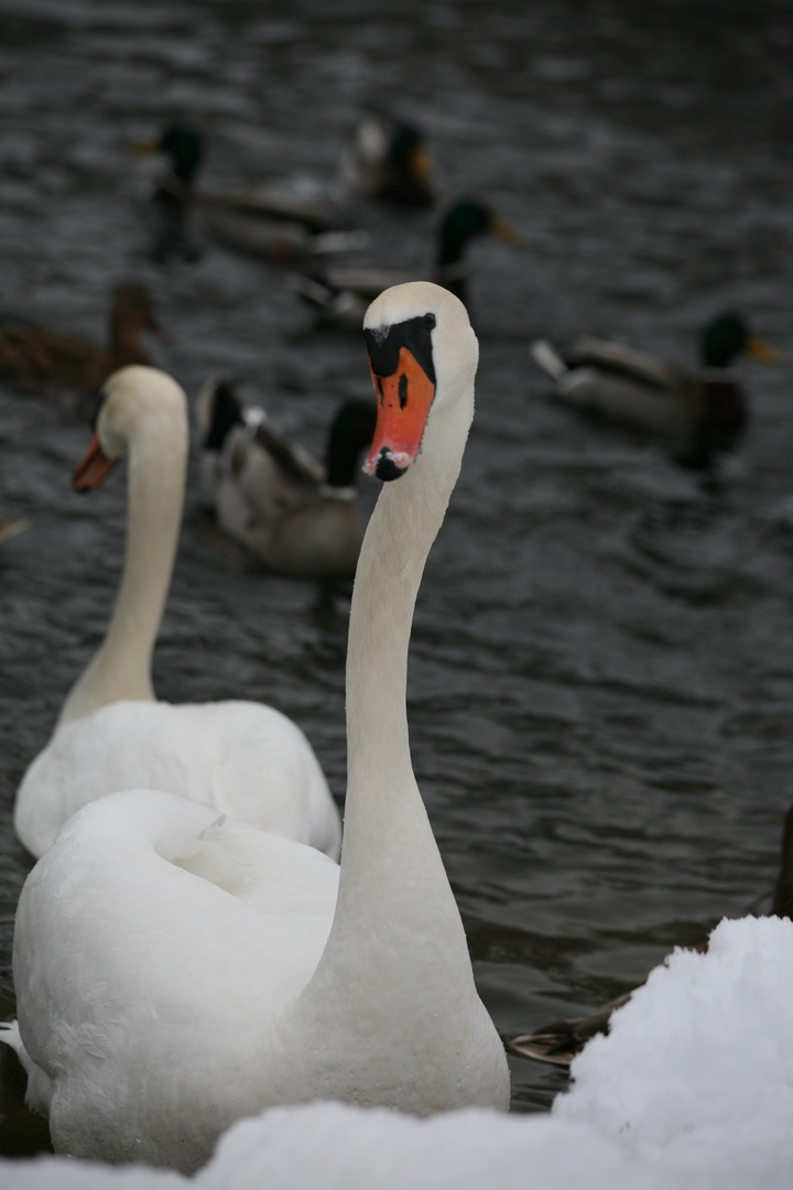 Winter,Wasservogel,Schwan!