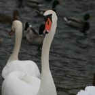 Winter,Wasservogel,Schwan!