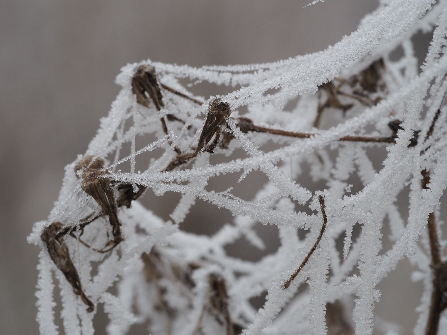 Winterwebkunst