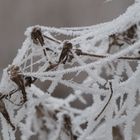 Winterwebkunst