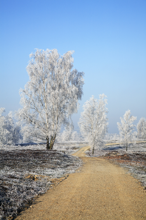 Winterweg von Petra Dindas