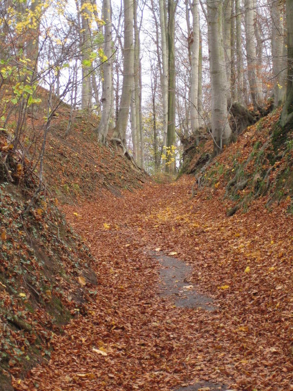 Winterweg .... jedoch wo bleibt der Schnee ? ;-)