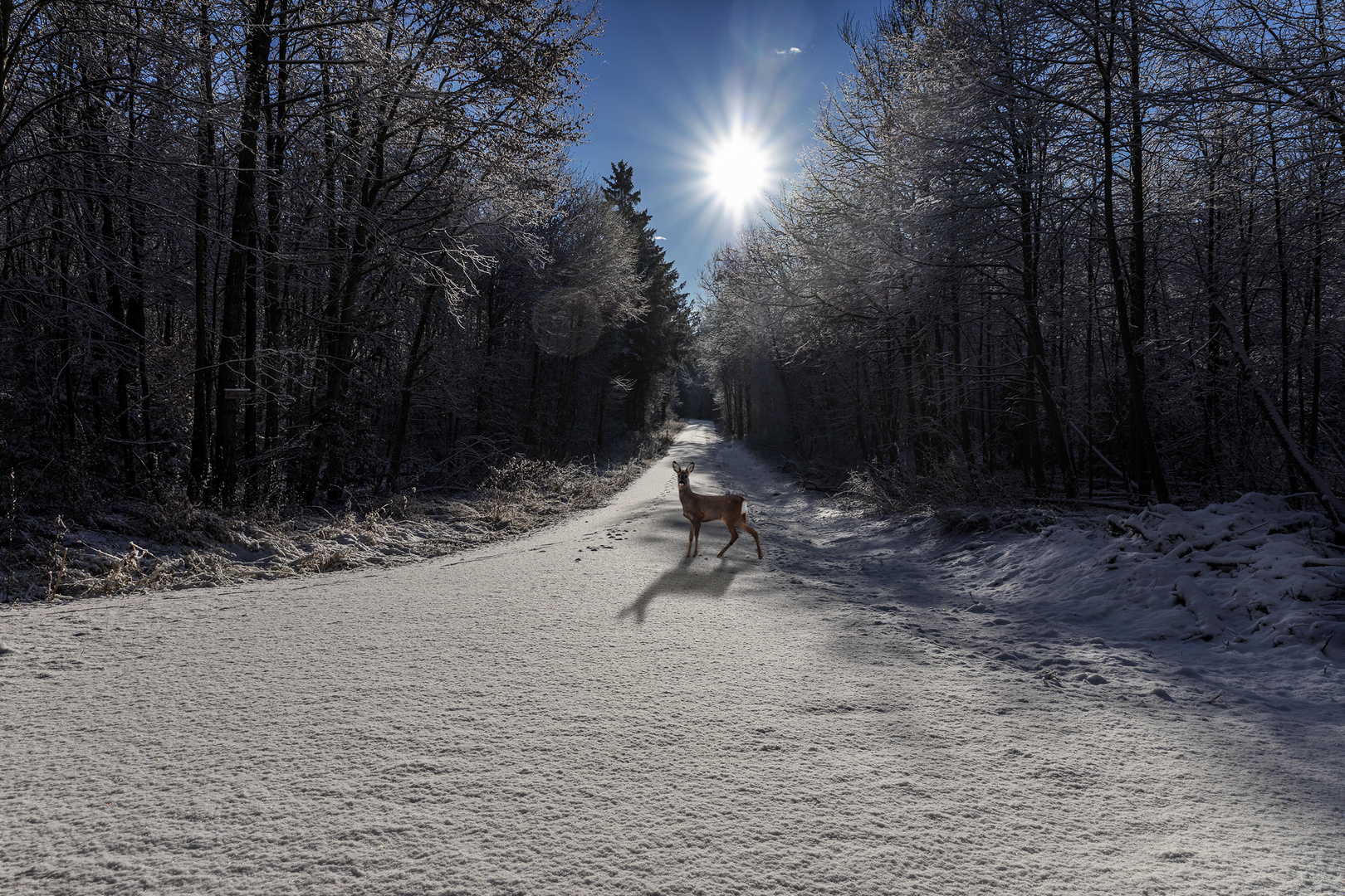  Winterweg mit Reh