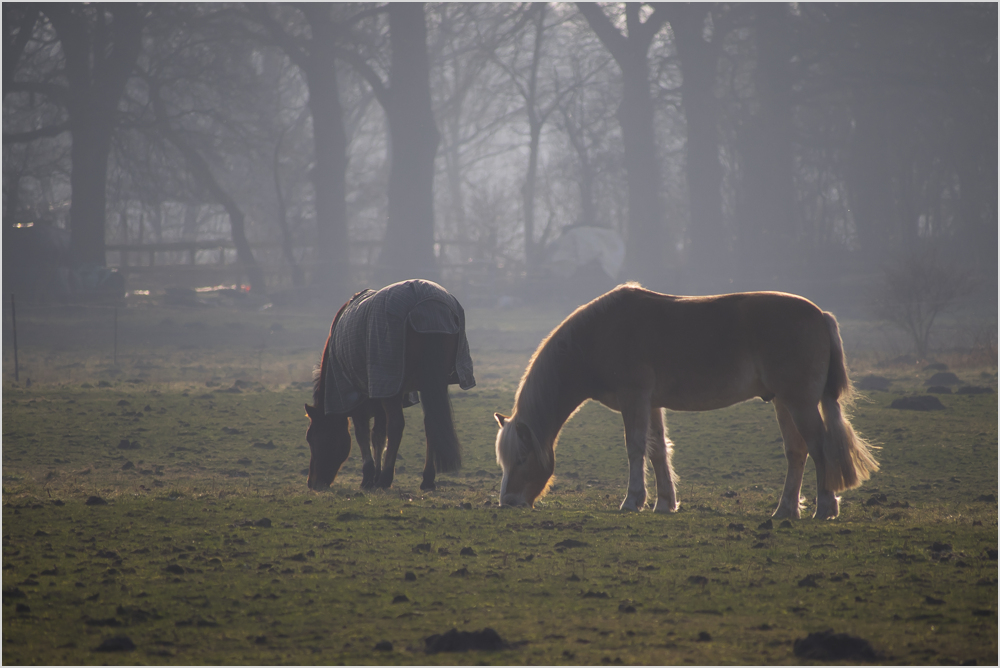 Winterweide...