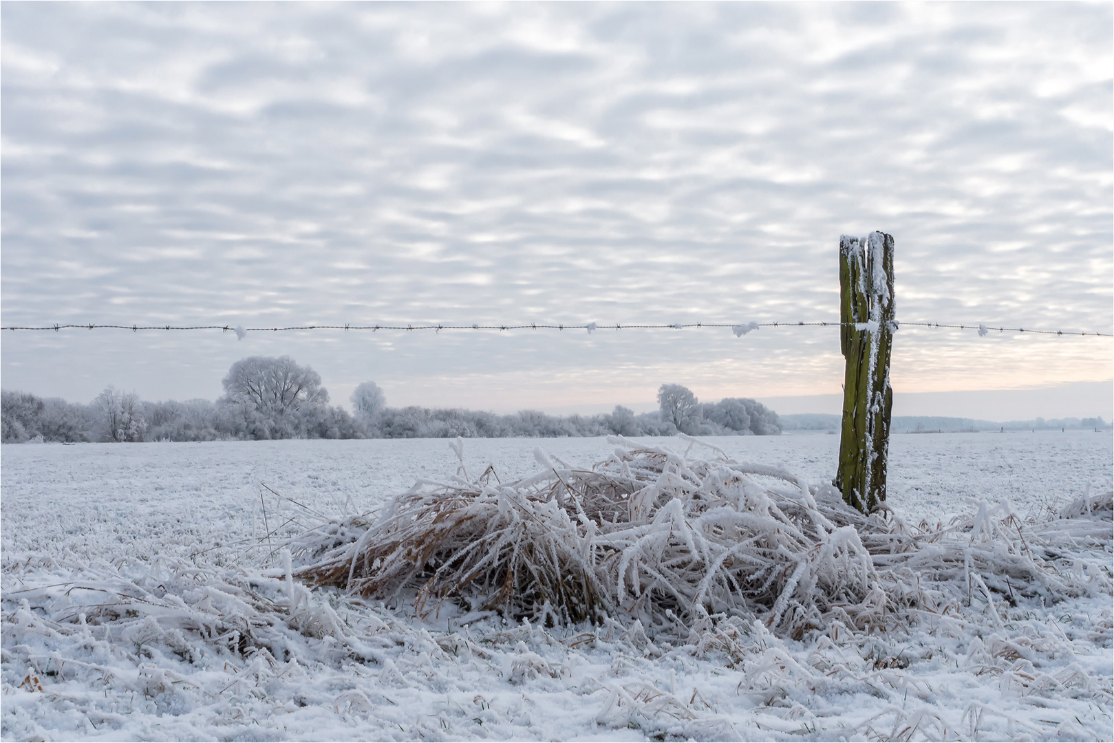 Winterweide