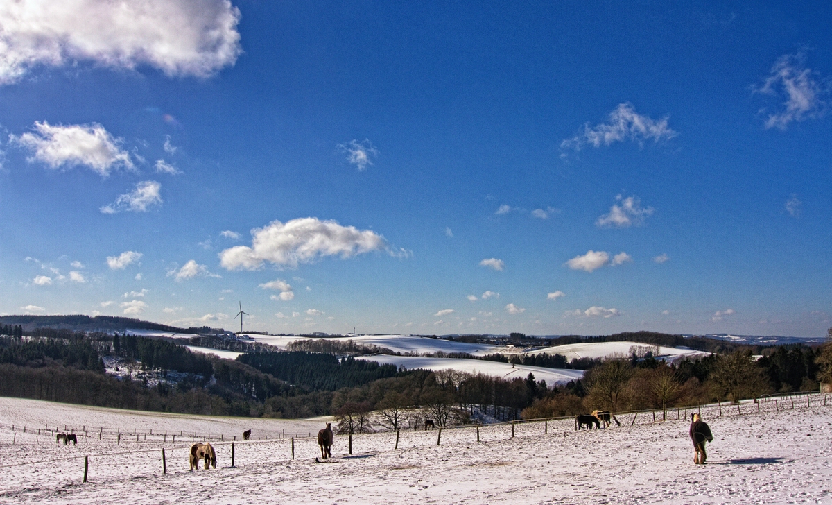 Winterweide