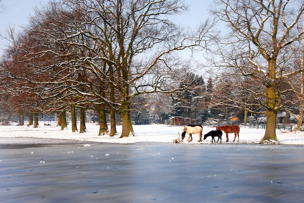 Winterweide