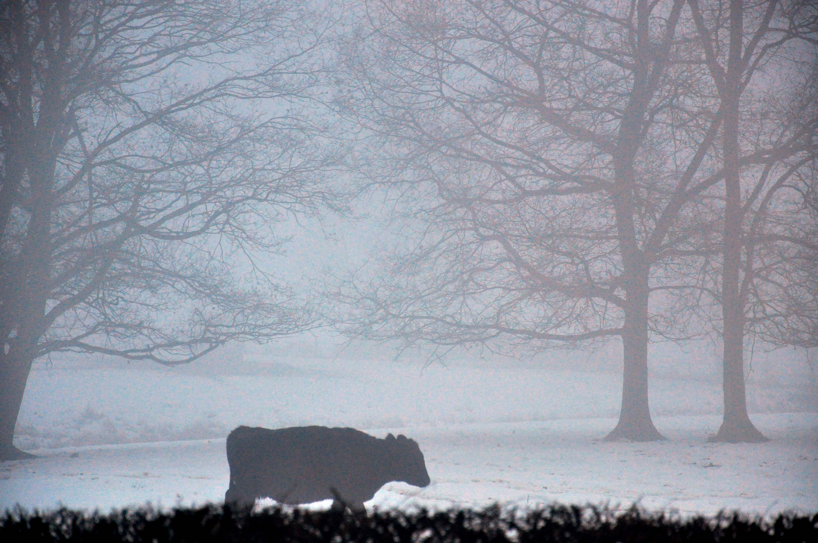 Winterweide