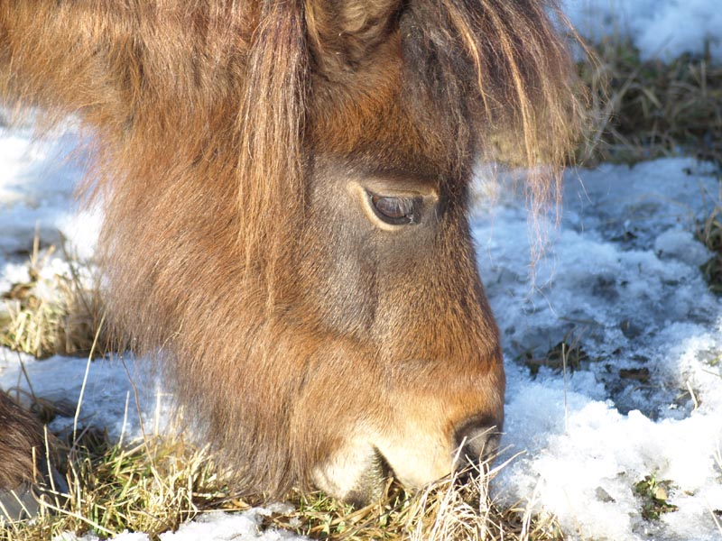 Winterweide