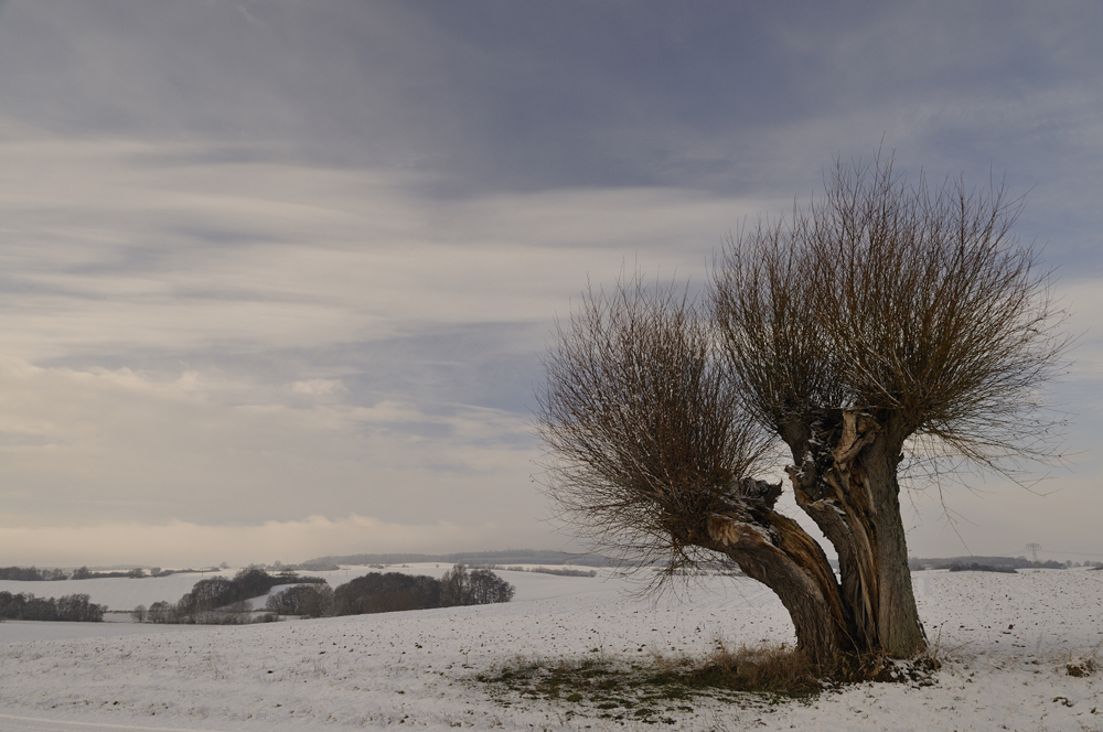 " Winterweide !"